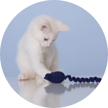 Kitten playing with blue toy